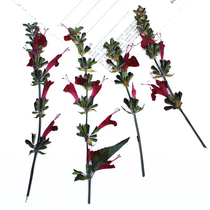 Fleur de Sauge Rouge vaccée en Relief