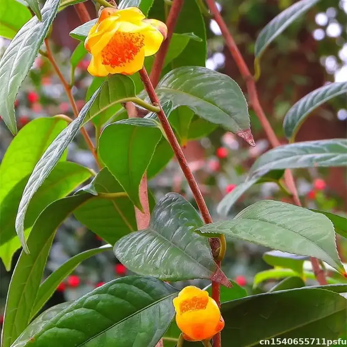 Fleur sèche de camélia naturelle de qualité supérieure