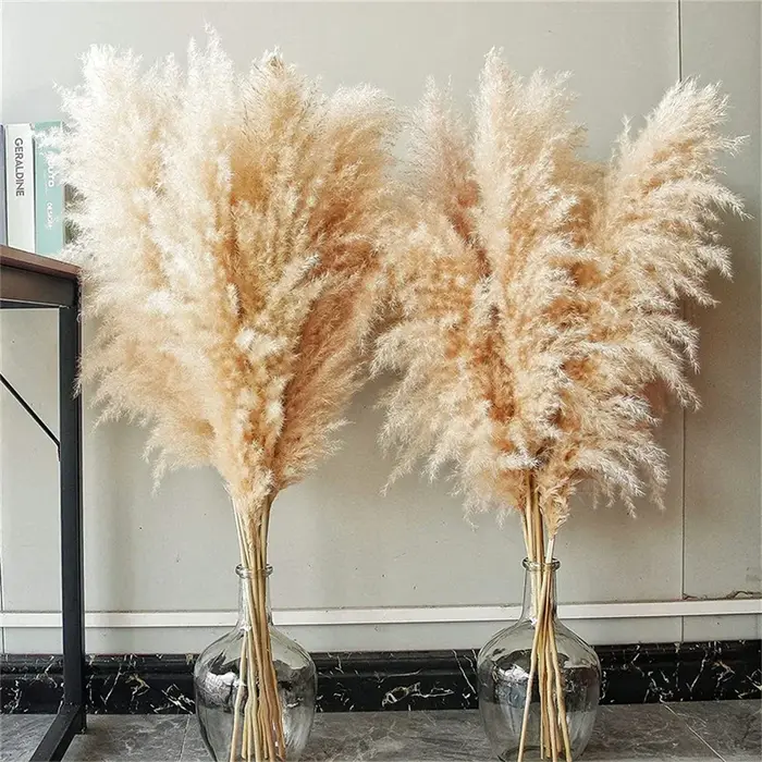 80-120 cm Pampas herbe grand