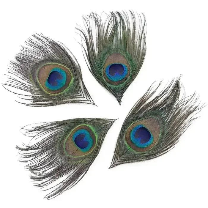 Plumes de paon naturelles pour la création de bijoux