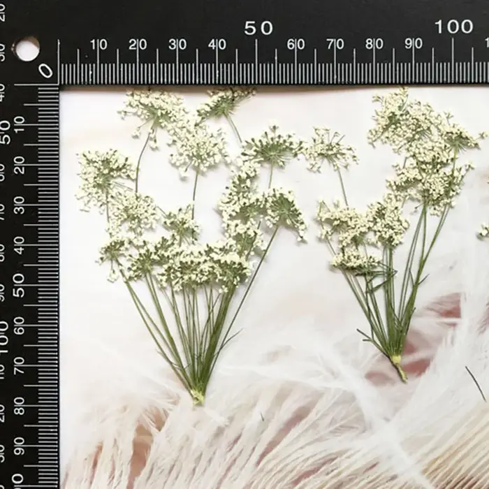 PMurcia-Fleurs séchées naturelles blanches multi-têtes Ammi Majus