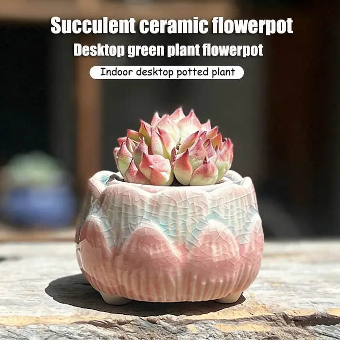 Pot à fleurs en céramique pour plantes succulentes