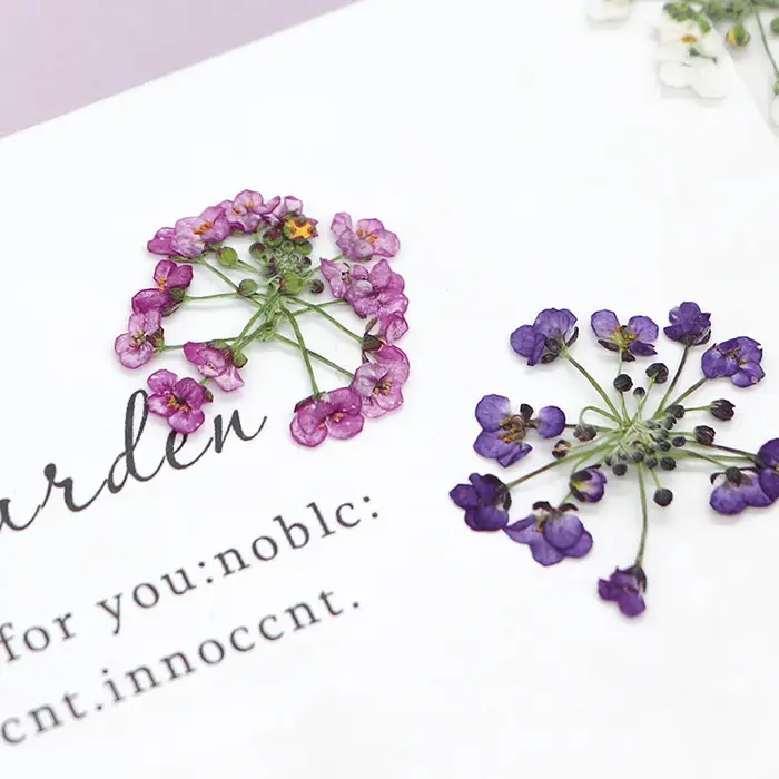 1,5-2,5 cm/12 pièces, Têtes de fleurs de boule de neige pressées naturelles, pour DIY floral authentique, cadre photo, marque-page, coque de téléphone