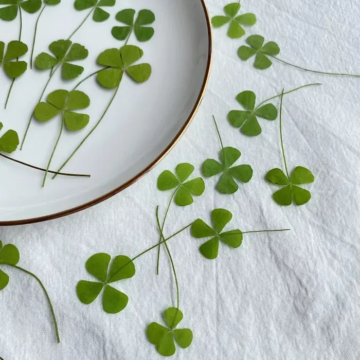 Trèfle à quatre feuilles pressé naturel