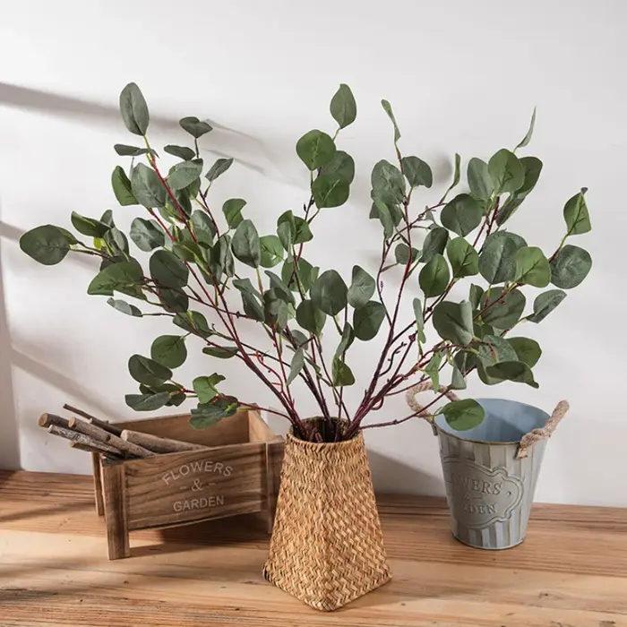 Feuilles d'eucalyptus vertes