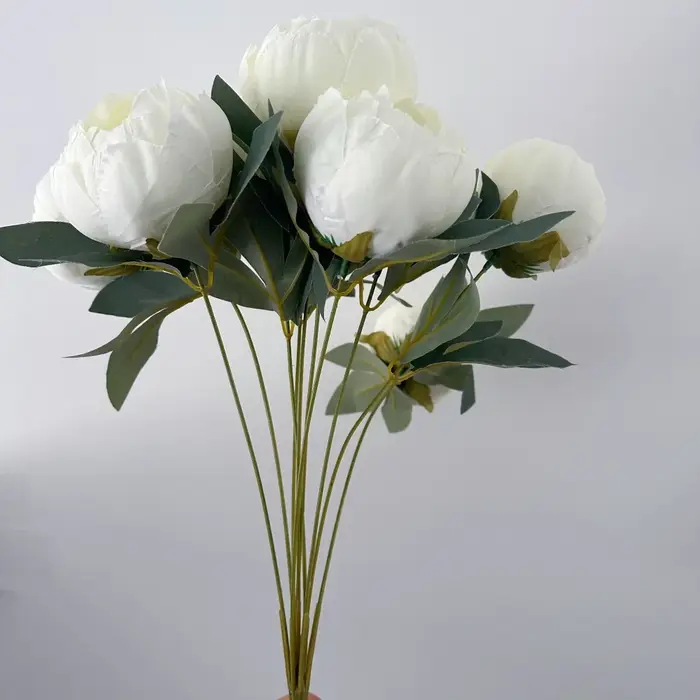 Pivoine blanche avec boutons de fleurs