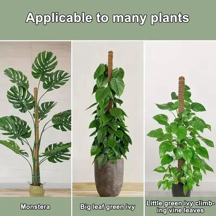 1 pièces poteaux de mousse pour plantes Monstera piquets