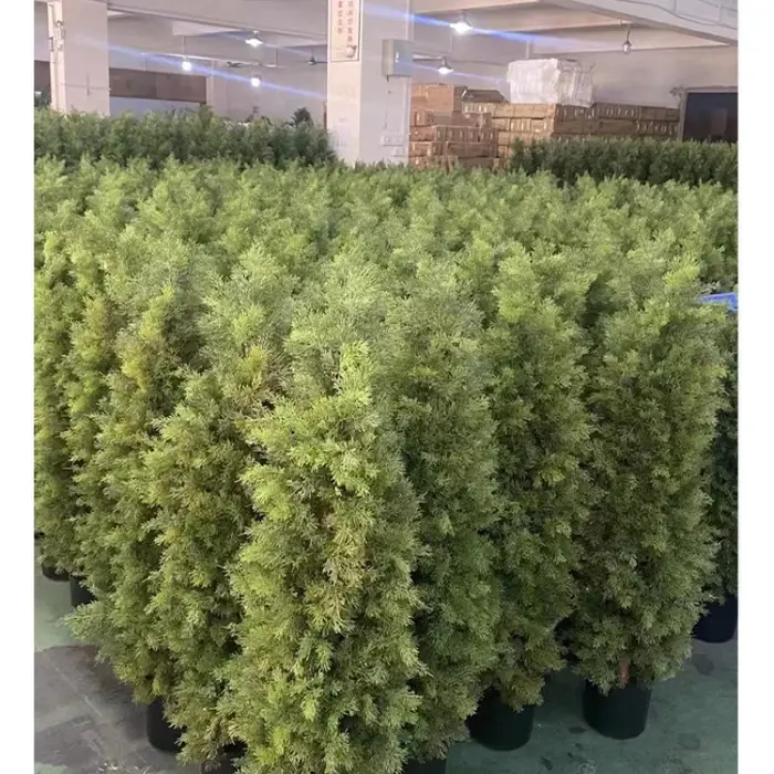 Simulé pin vert et cyprès