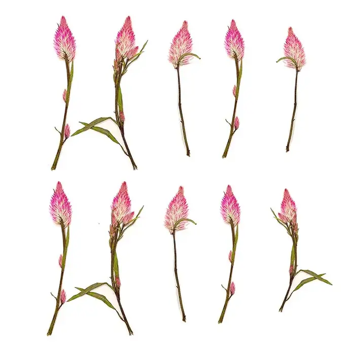 Branches de fleurs de célosia pressées séchées naturelles