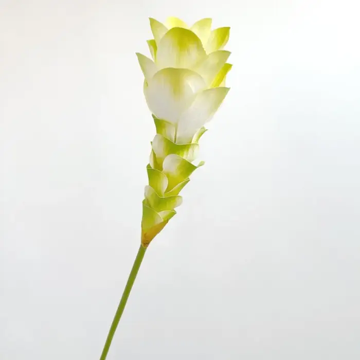 Simulation de fleur de gingembre dégradée