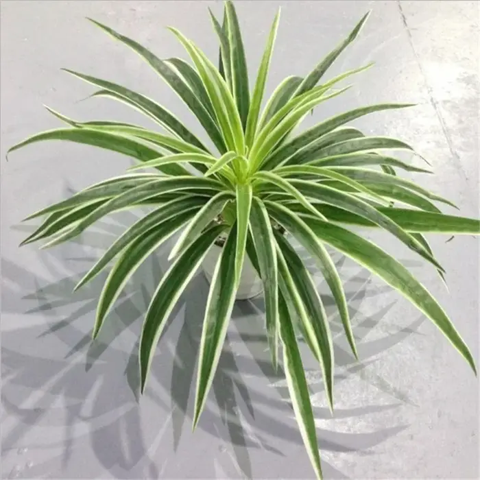 Plantes artificielles en plastique