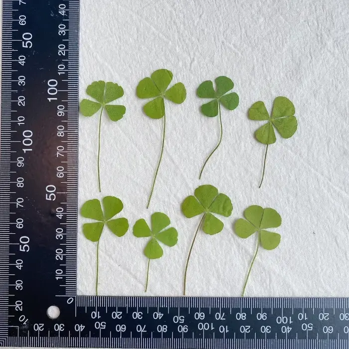 Trèfle à quatre feuilles pressé naturel