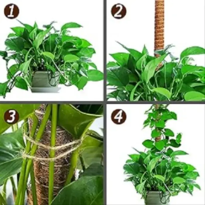 Support de plante Monstera pliable en mousse