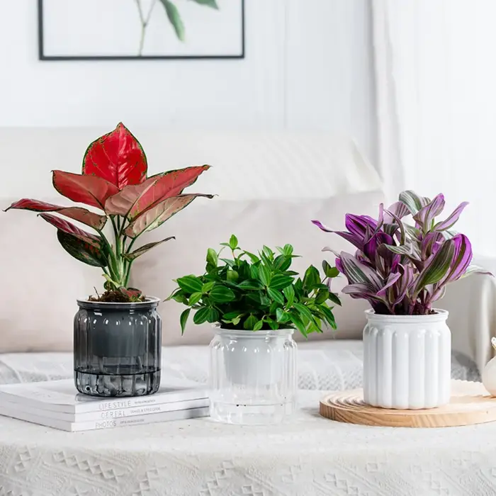 Mini jardinière hydroponique pour plantes succulentes d'intérieur