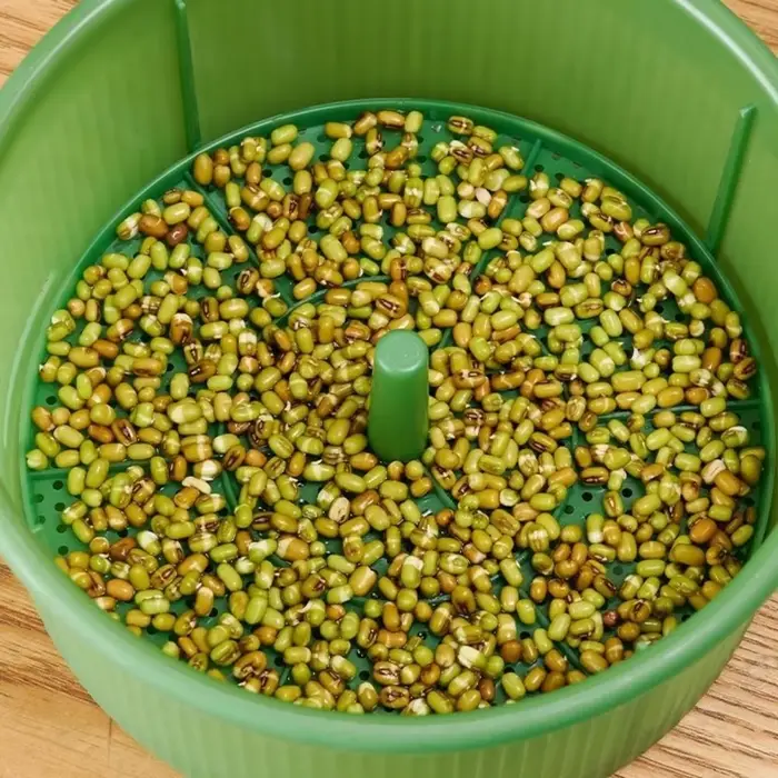Pots de pépinière en plastique pour germes de haricots