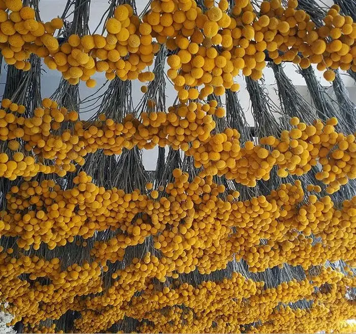 Bouquet de boules de boutons de Billy jaunes