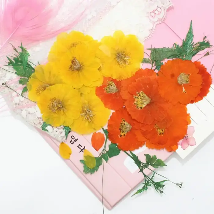 120 pièces de fleurs séchées pressées