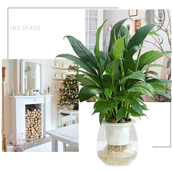 Mini Pot rond pour plantes succulentes