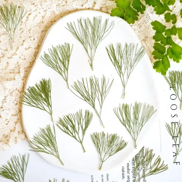 24 pièces, fleurs séchées pressées naturelles Kochia