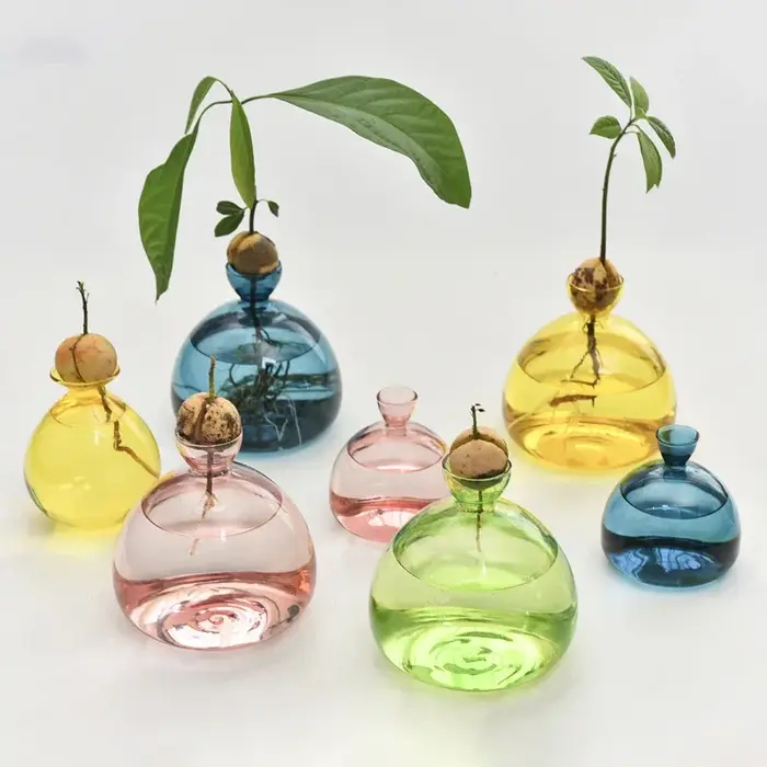 Vase hydroponique en verre Transparent