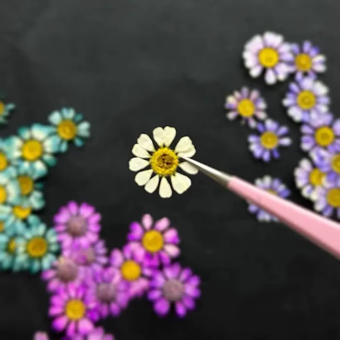 12 pièces/1-2 cm, Mini fleur sèche naturelle camomille