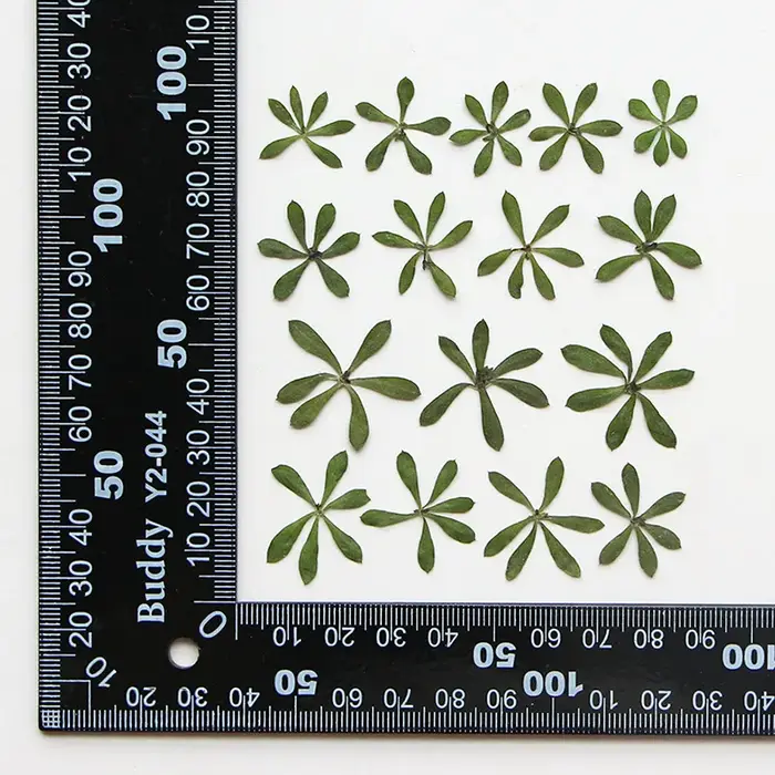 Nature Green Leaves Pressed Flower,DIY Phone Case,Photo Frame,Bookmark Face Makeup,Wedding Decor,Hom