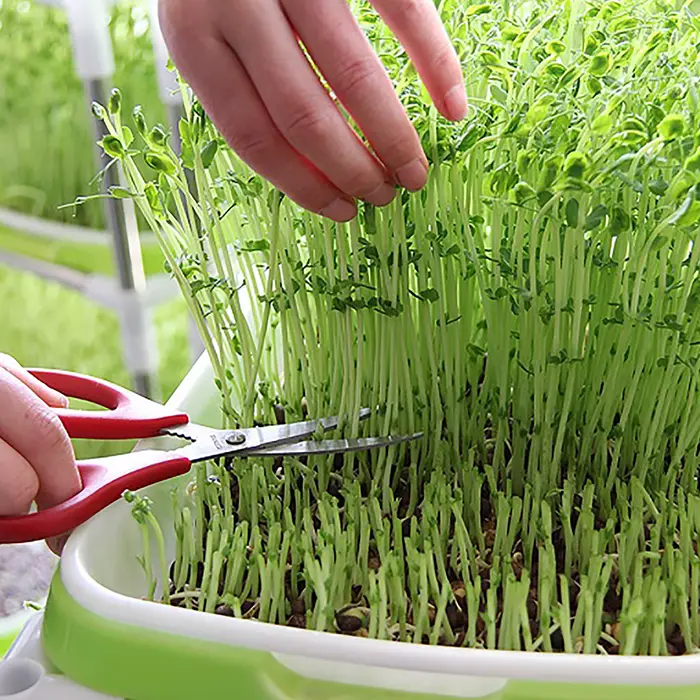 Kit de germination sans sol pour les cadres de germination
