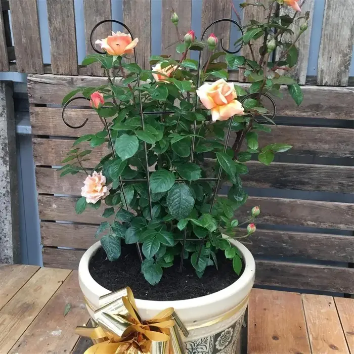 2 treillis pour plantes grimpantes extérieures