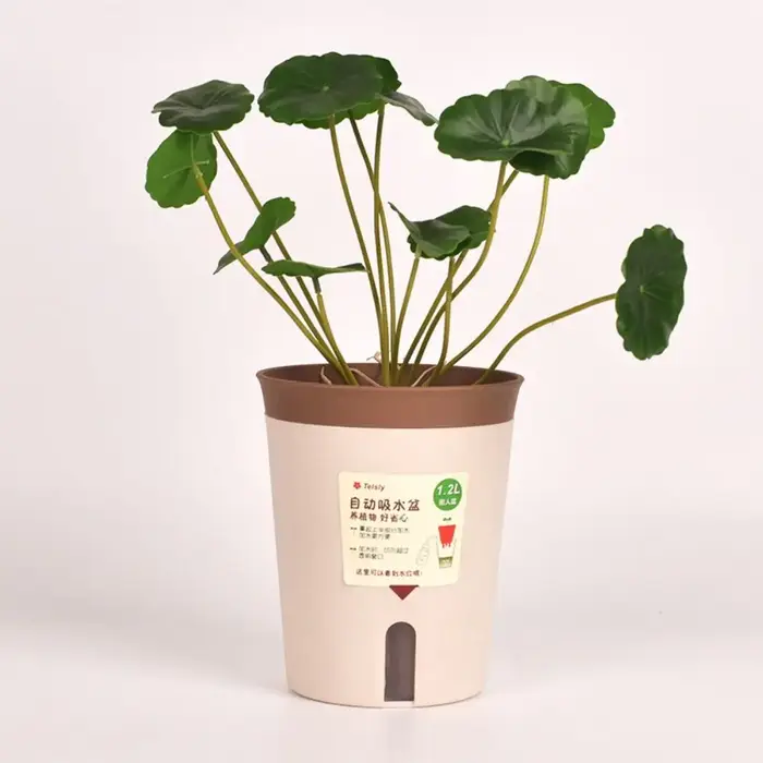 Pot de fleur hydroponique paresseux, pot de fleurs absorbant l'eau, pot de plante succulente, plastique, jardinière auto-arrosante, salon, décor de bureau