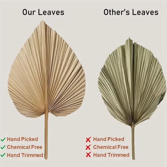 Feuilles de palmier naturelles séchées
