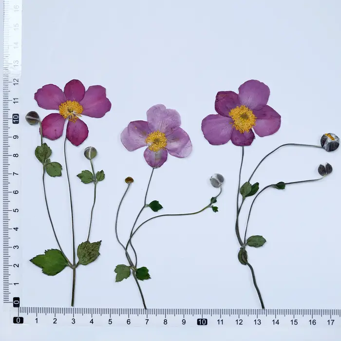Fleurs séchées pressées en coton sauvage naturel