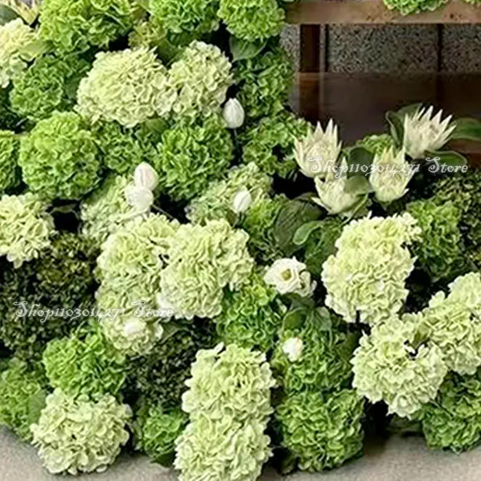 Hortensia vert mariage toile de fond arc fleur coureur KT conseil décor rangée florale fleurs boule Arrangement affichage événement fête accessoires