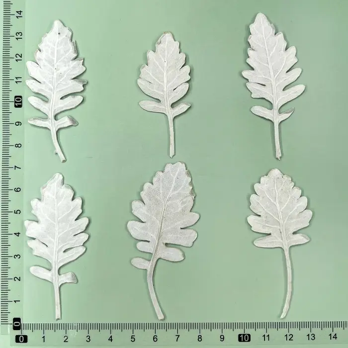 6 pièces, Herbe à chaton séchée pressée, Véritables spécimens de fleurs, Feuilles argentées-blanches