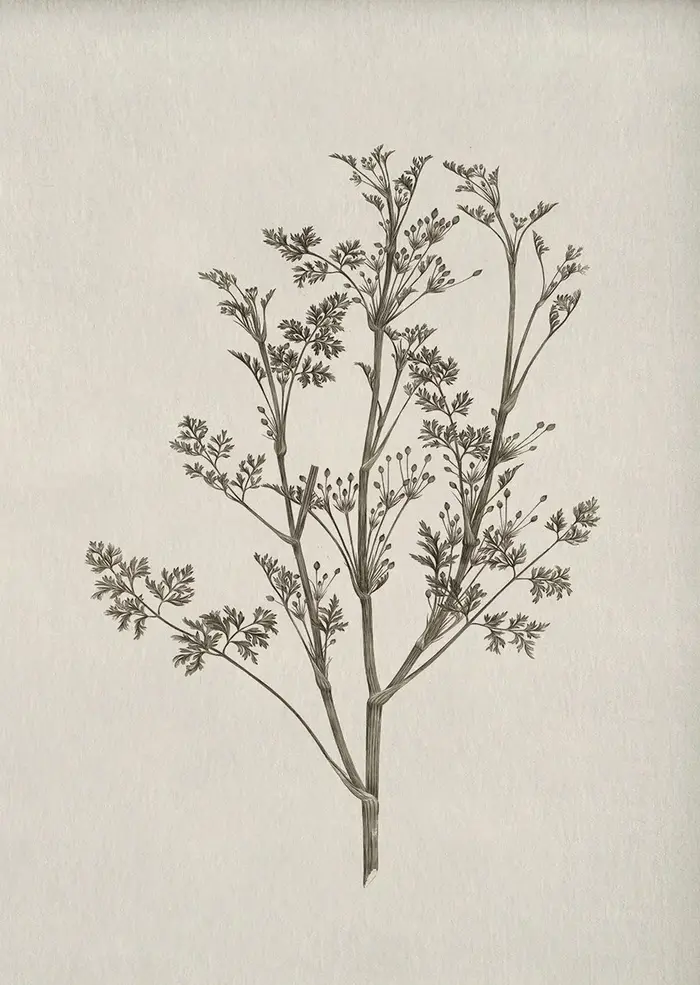 Affiche de fleur botanique Vintage imprimée, tons Beige, peinture sur toile de fleurs florales, tabl