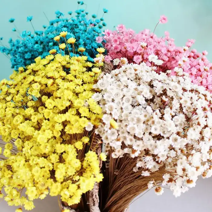 Fleurs séchées de gypsophile pour la décoration de mariage