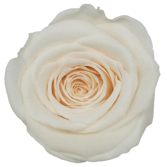 Têtes de roses éternelles naturelles de qualité supérieure (5-6 cm) – Fleurs réelles préservées pour