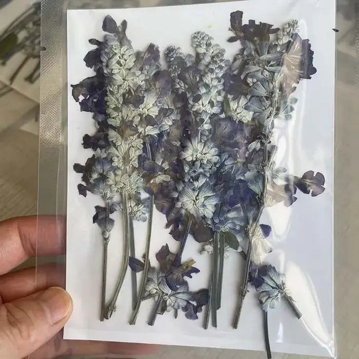 Group plante naturelle PMurcia fleurs de µséchées
