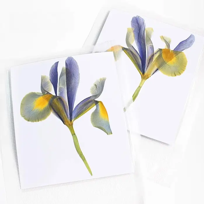1 pièces/12-14cm, nouvelles fleurs pressées Iris réel demi-coupe fleur sèche primaire bricolage plante cadre Photo époxy carte de voeux aromathérapie