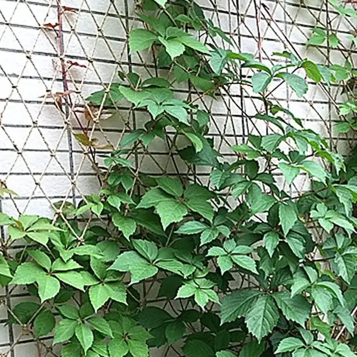 Filet de Support pour plantes