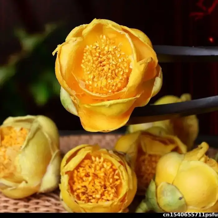 Fleur sèche de camélia naturelle de qualité supérieure