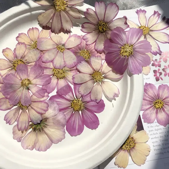 50X séché pressé naturel violet blanc Cosmos Galsang fleurs plante herbier pour carte postale cadre 