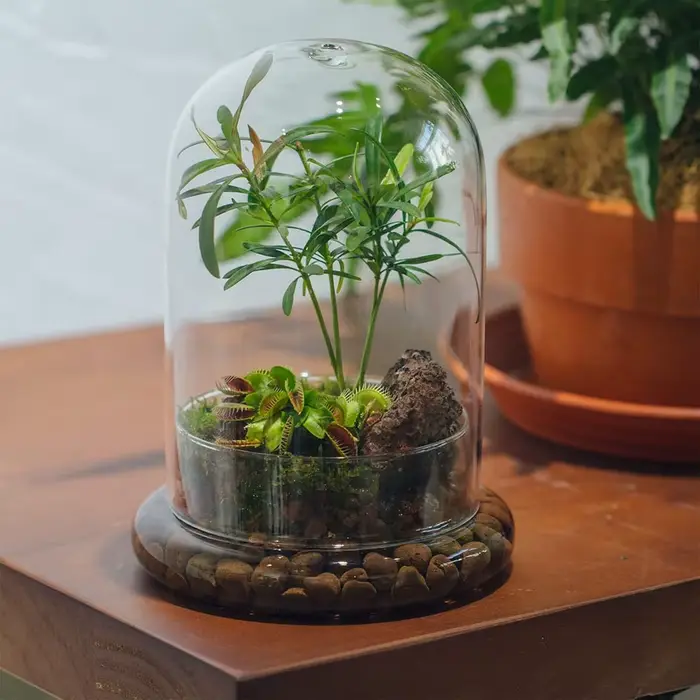 Cloche en verre avec trou d'aération