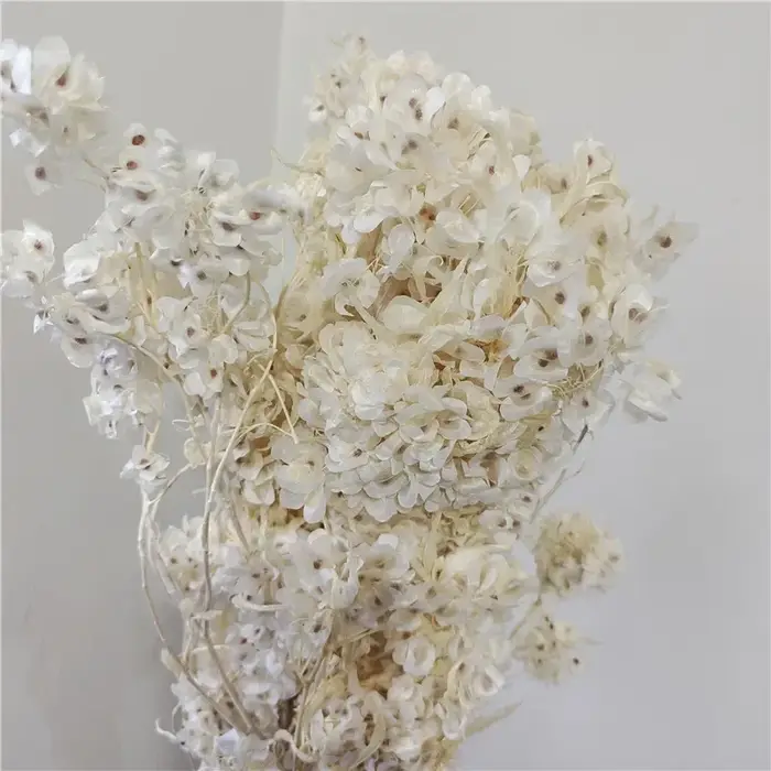 Bouquet de fleurs d'iris séchées