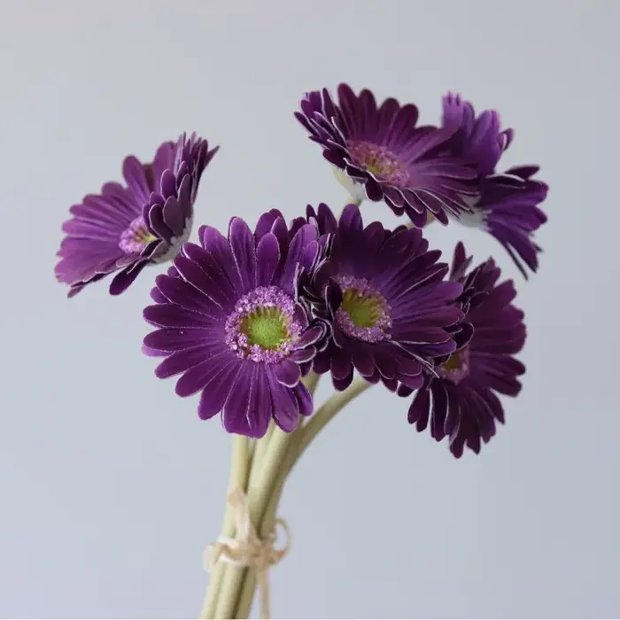 Lot de 2 Gerberas artificielles sans feuilles en PU bleu