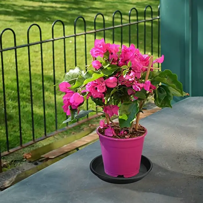 Pot de fleur rond en PP pour plantes succulentes