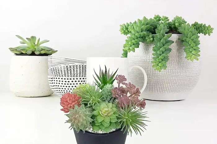 Petites plantes succulentes artificielles