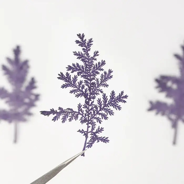 Feuilles séchées Artemisia de 4 à 7cm