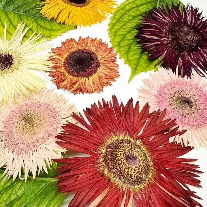 1 pièce, Kit d'artisanat de fleurs de gerbera séchées