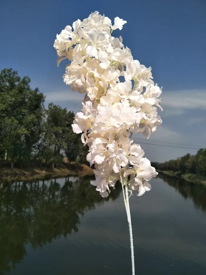Branches de pouvez-vous psophile Blanches
