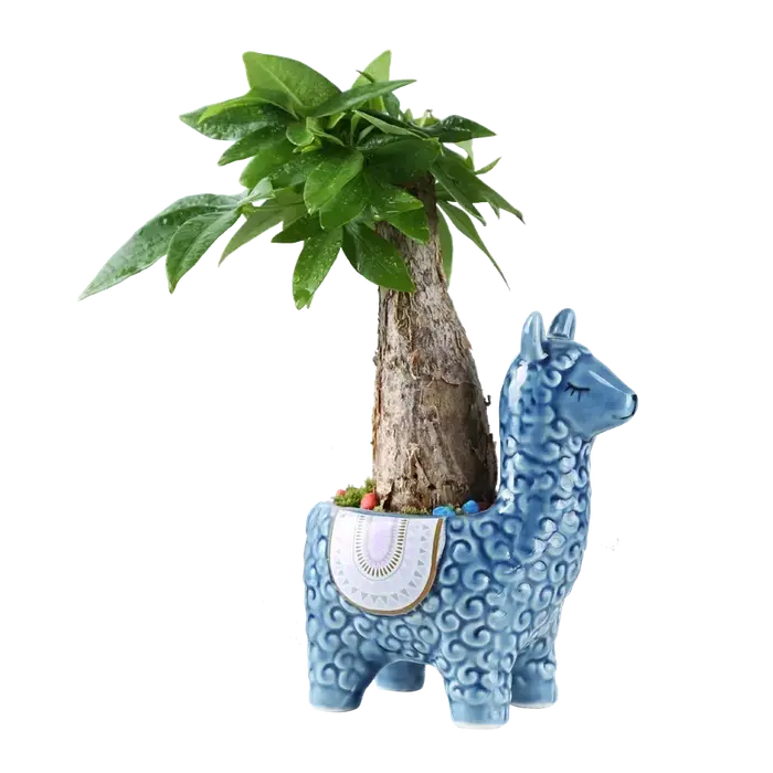 Pot de fleur succulente en alpaga, dessin animé mignon, conteneur de bureau placé en Pot, décoration